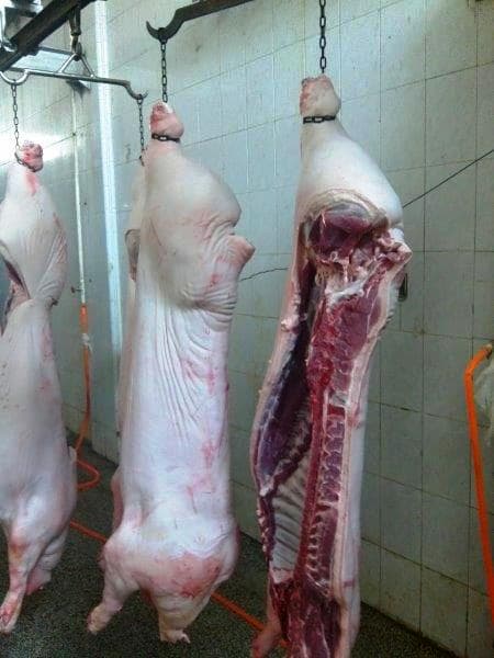 Frozen Pork _ Pig Half Carcasses_ 75 to 100kg